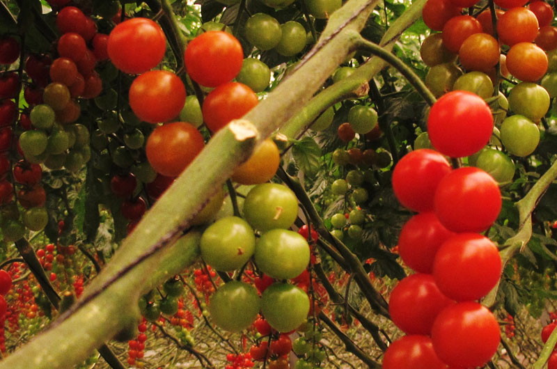 Producción de tomates en invernadero